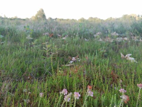 Bloeiende paarse heidebloemen op een grasveld bij zonsondergang.