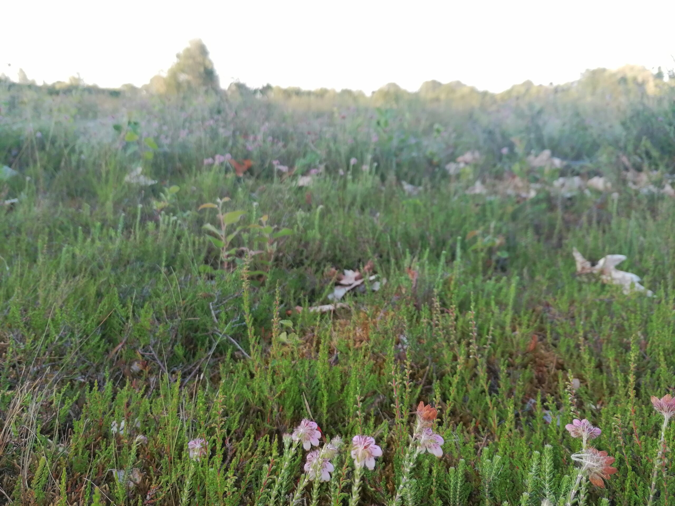 Bloeiende paarse heidebloemen op een grasveld bij zonsondergang.