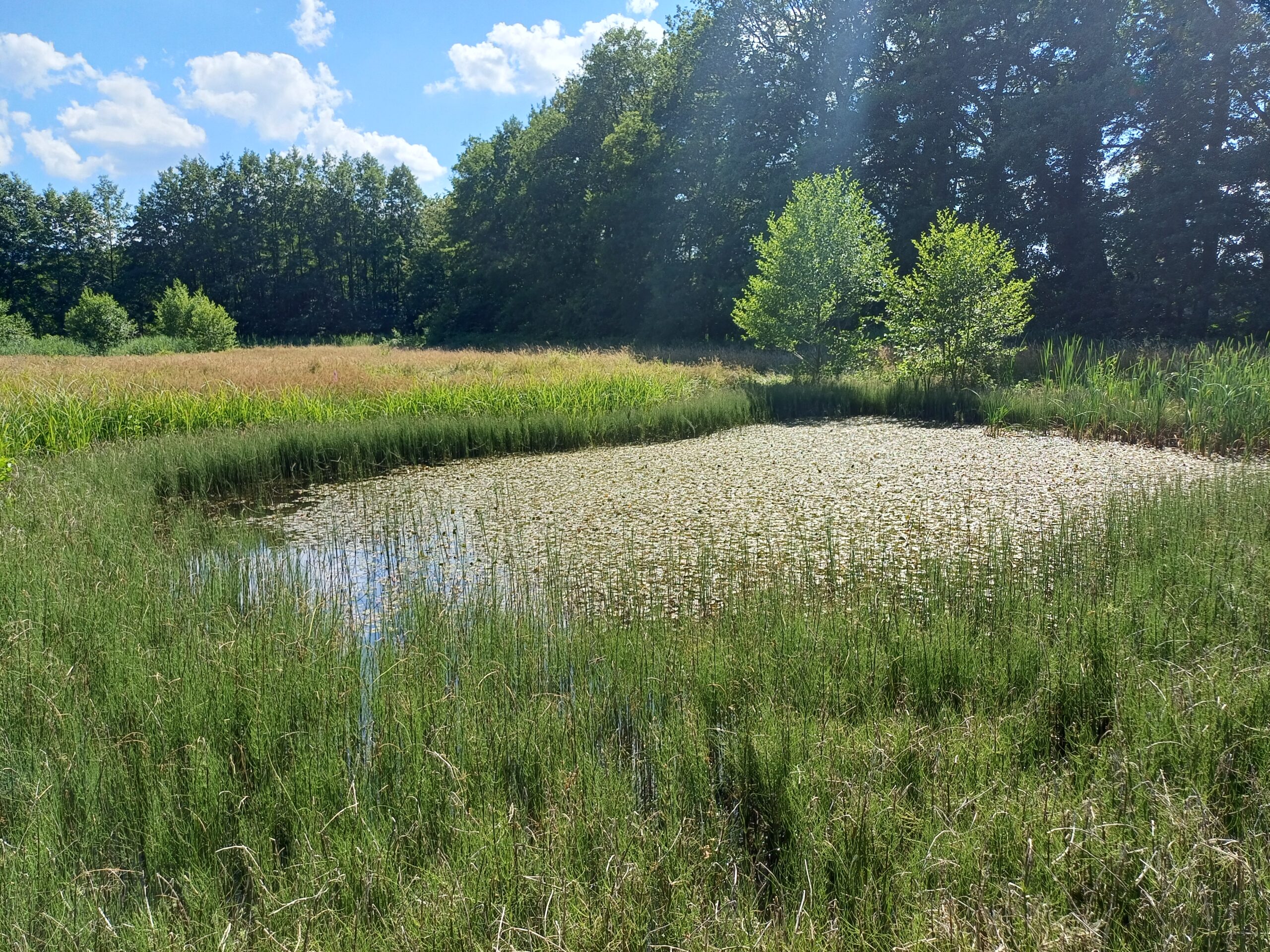 Klein vijvertje omgeven door gras en bomen onder een zonnige hemel.