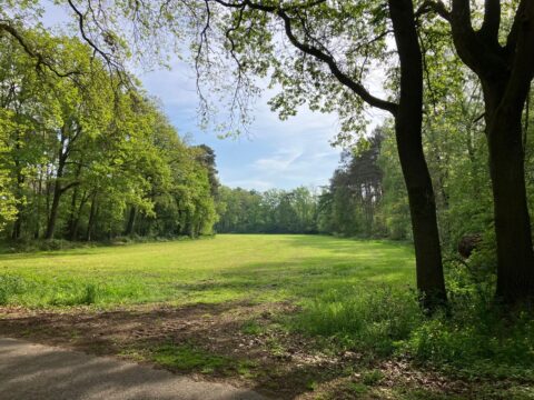 Open grasveld omringd door groene bomen onder een heldere blauwe hemel.