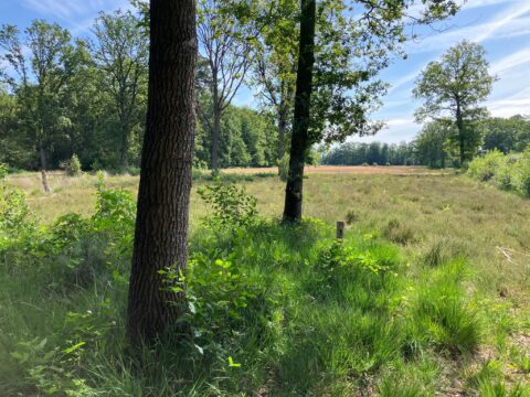 Zonnig bos met groene bomen, gras en open veld onder blauwe hemel.