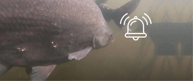 Onderwaterfoto van een vis met een bel-icoon overlay.