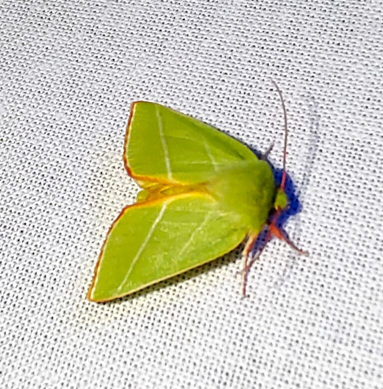 Een groene mot met rode randen op een witte stof.
