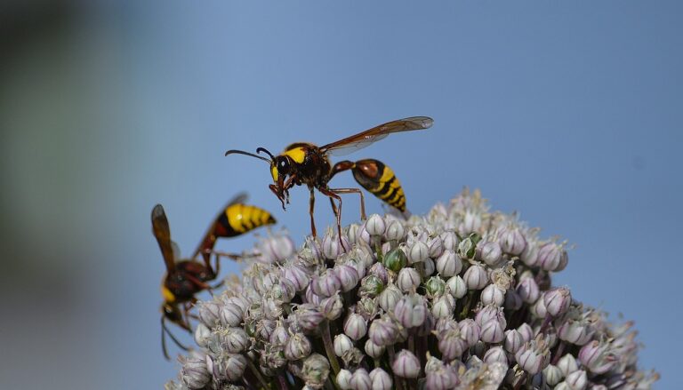 Twee wespen op een bloeiende bloem met een blauwe lucht op de achtergrond.