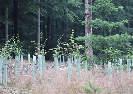aanplant van nieuwe bomen na sterfte van fijnsparren