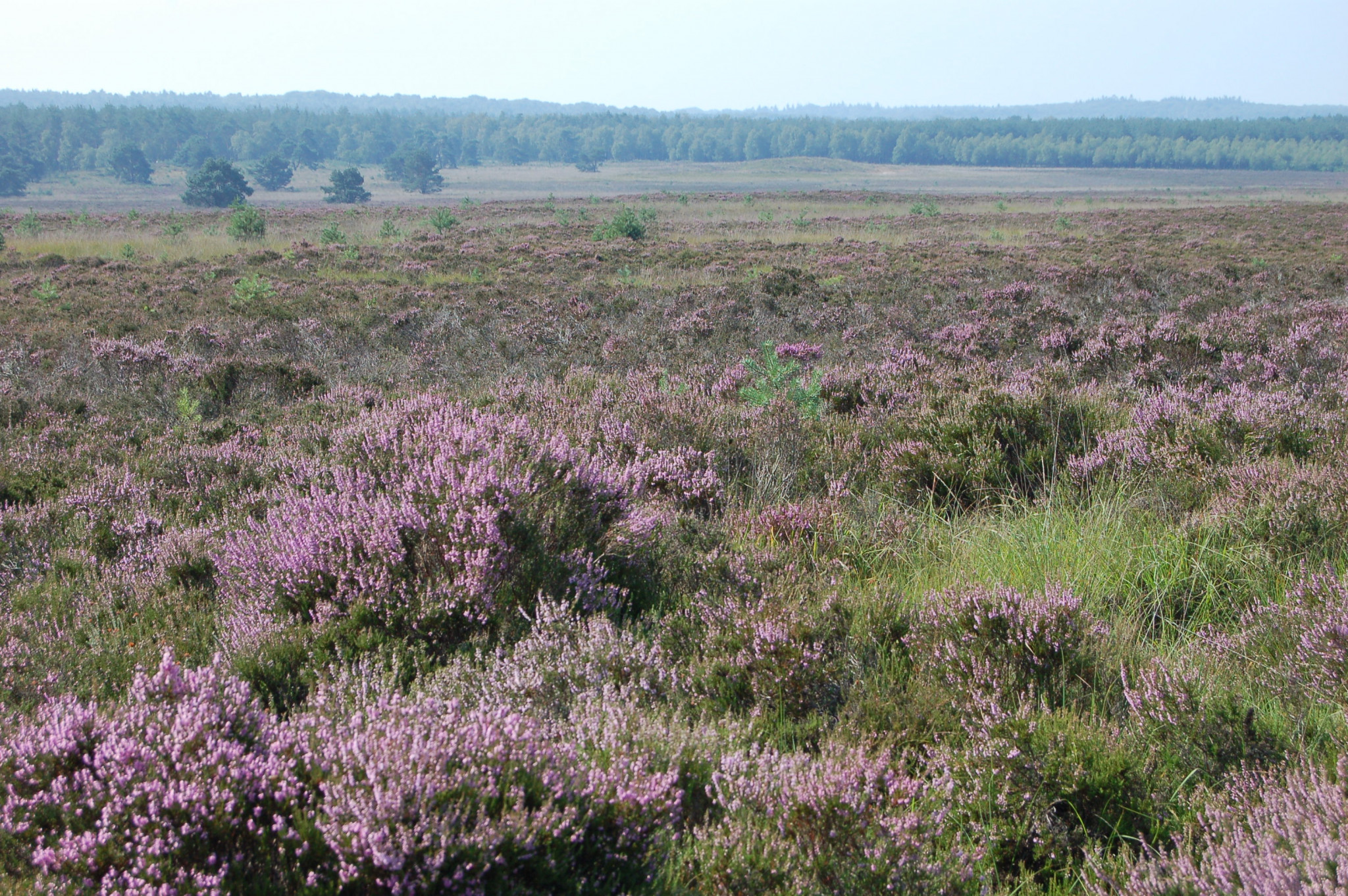 Gemeenten Rheden en Rozendaal peilen meningen Masterplan Veluwezoom