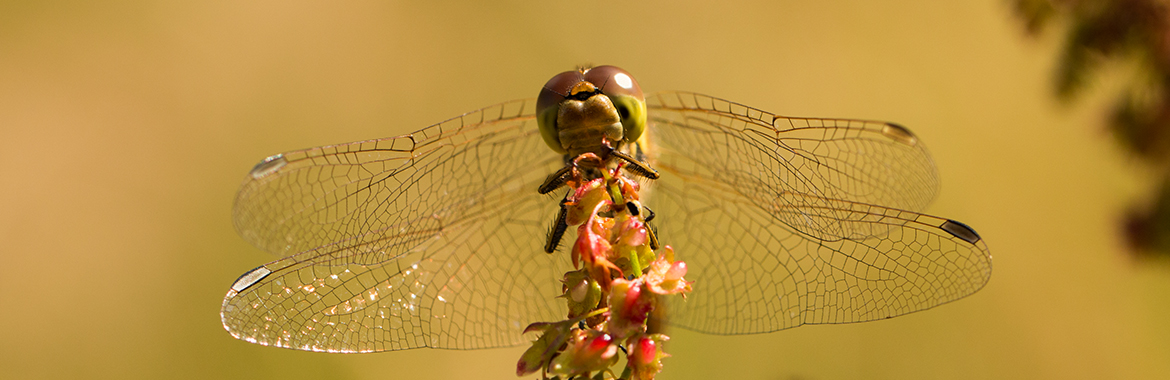 Stem op de natuur