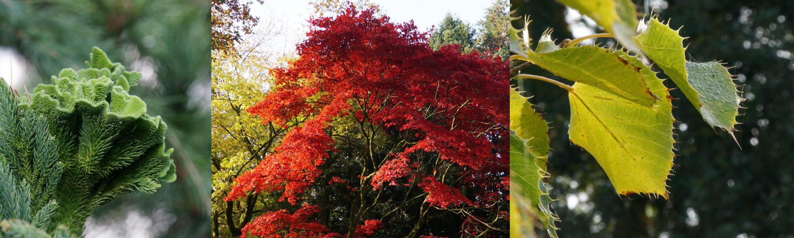 collage ellecom bomen