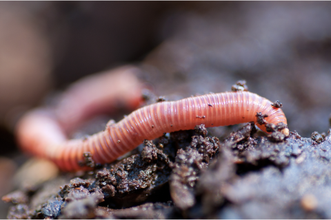 regenworm