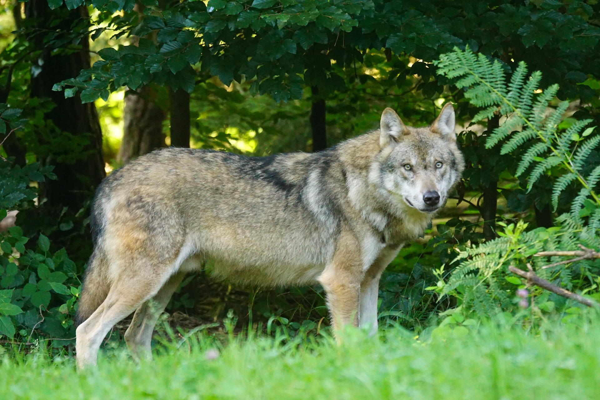 Europese wolf