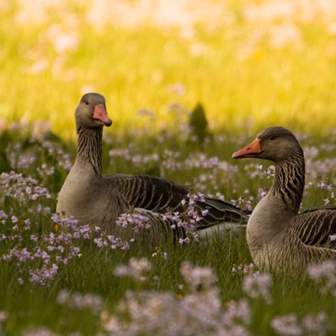 Grauwe ganzen in veld met pinksterbloemen