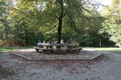 Ronde houten bank rond boom in bosrijk park onder zonlicht, omringd door herfstbladeren.