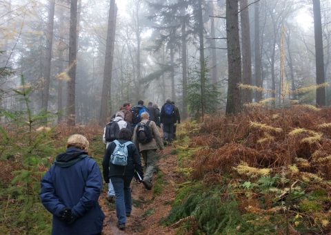Groep wandelaars met rugzakken loopt door mistig bos met hoge bomen en varens.