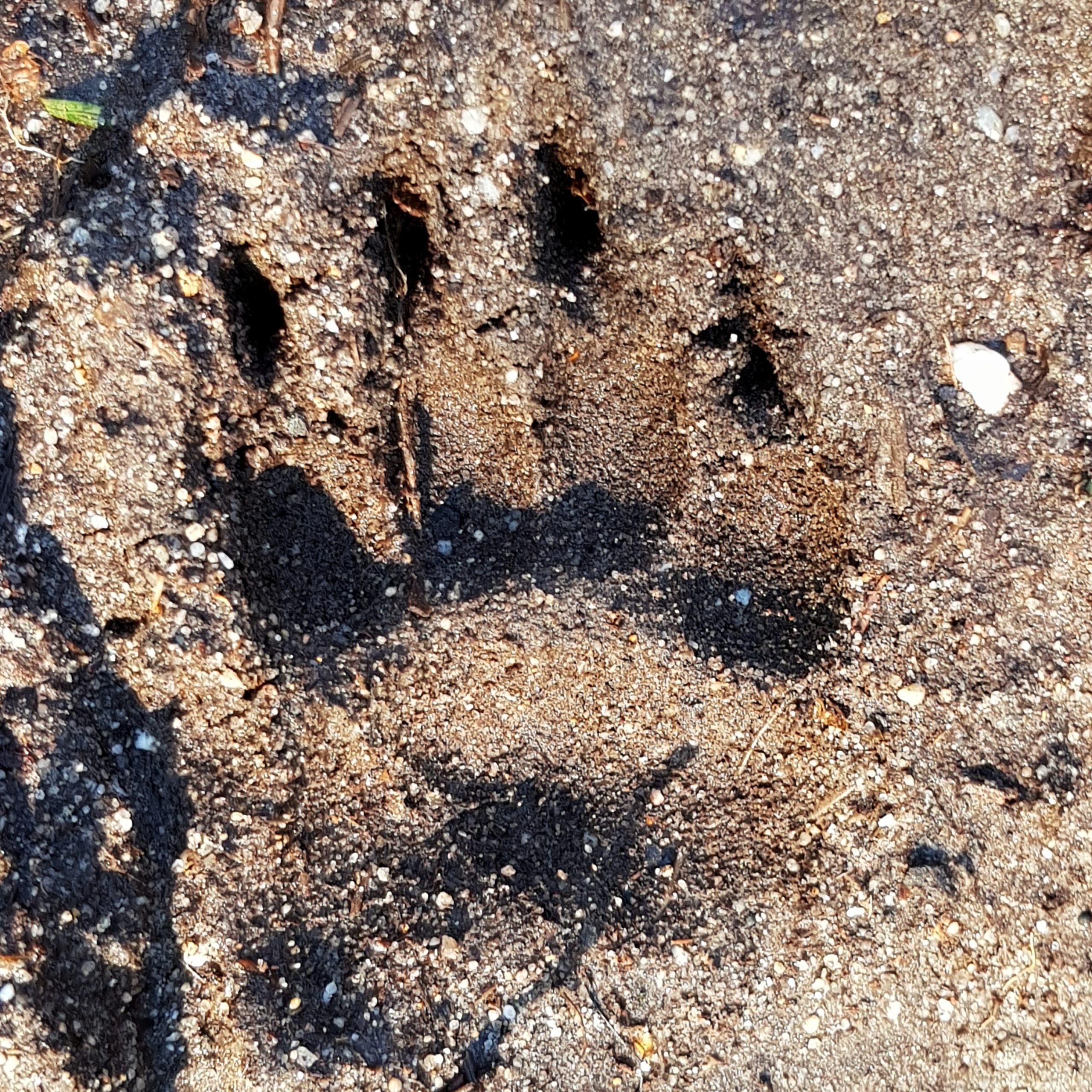 Pootafdruk van een dier in nat zand met duidelijke klauwafdrukken.