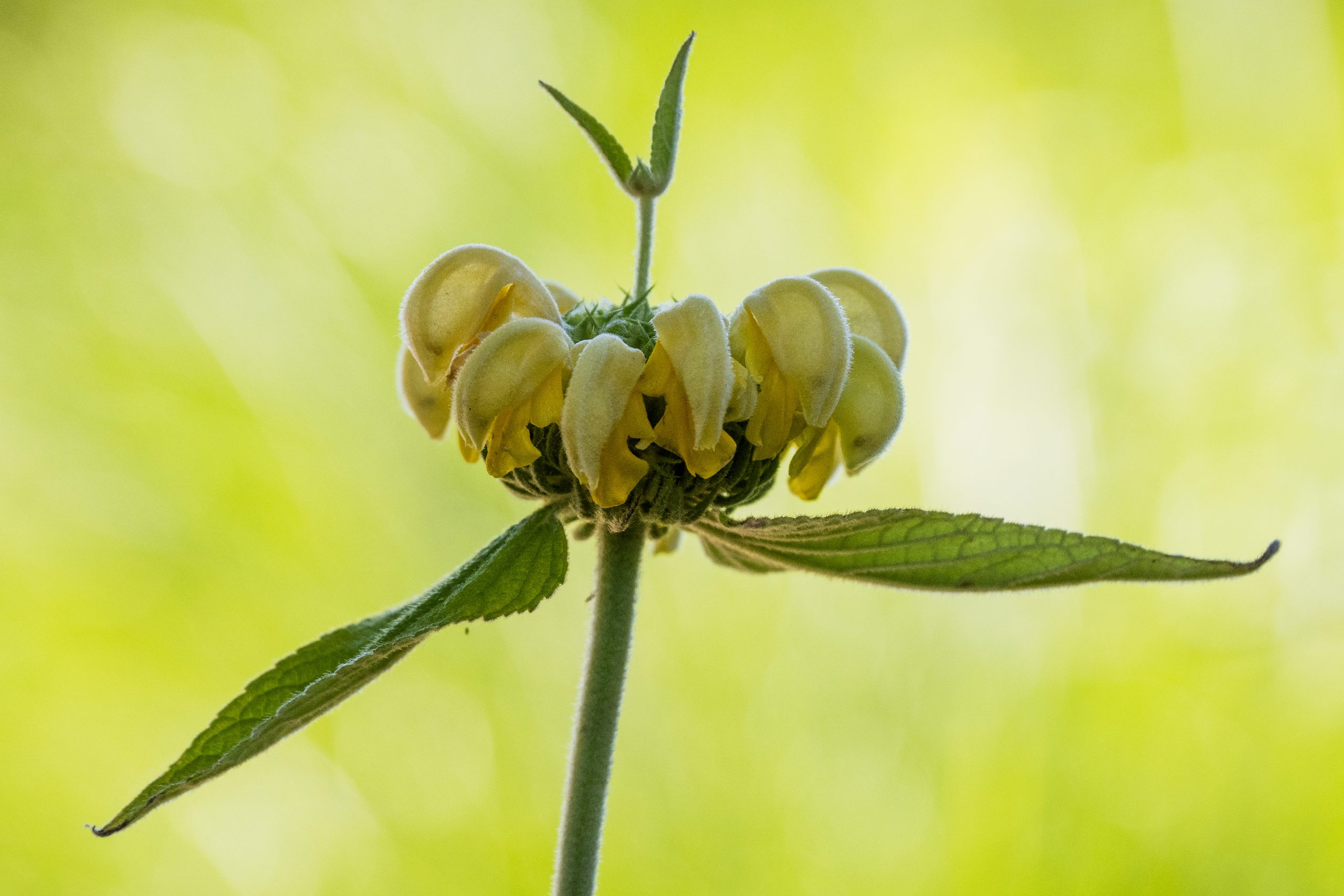 Gele bloemen en groene bladeren tegen een onscherpe, groene achtergrond.