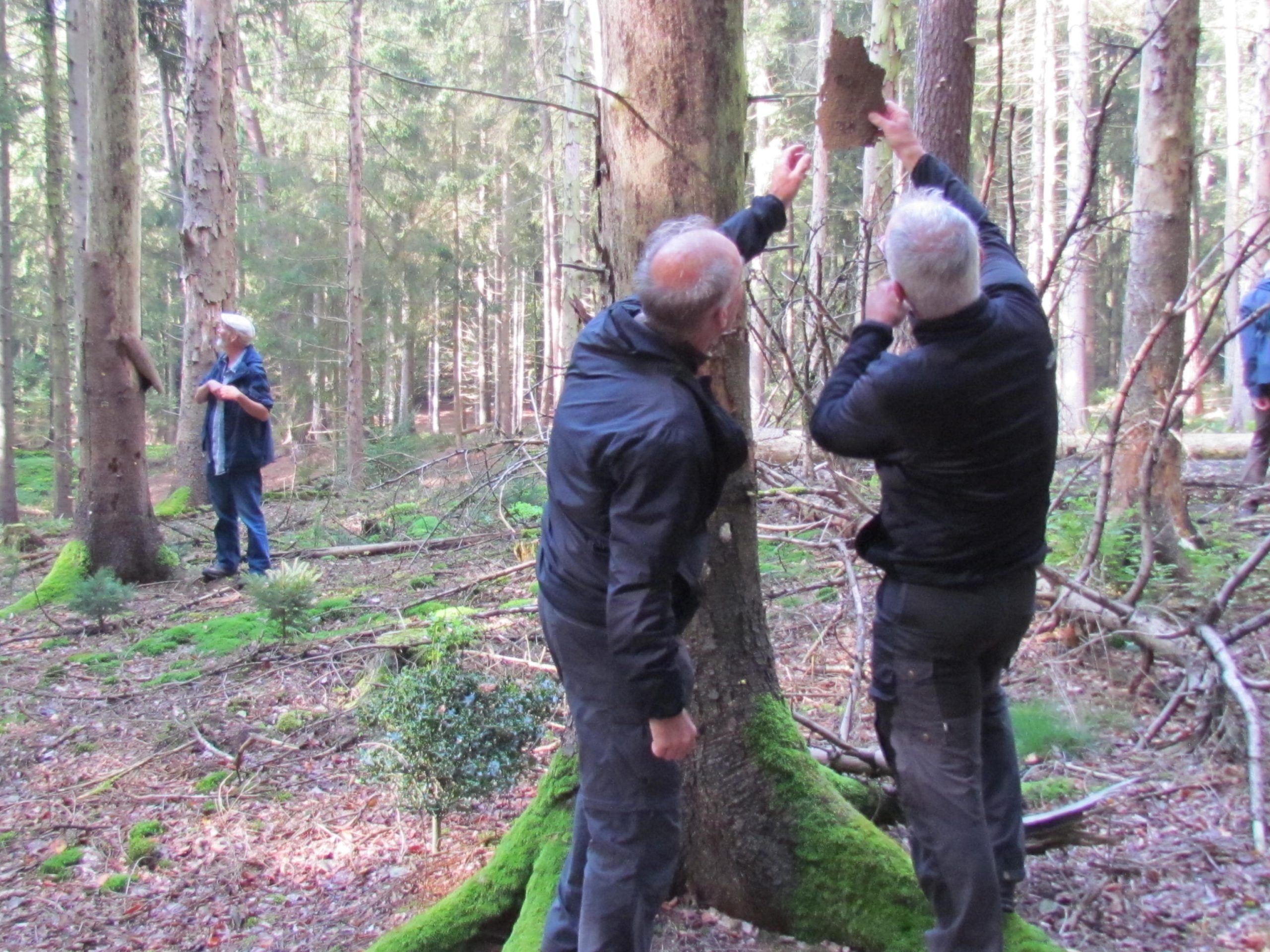 Twee mannen inspecteren boomschors, in een dichtbebost gebied met mos en takken.