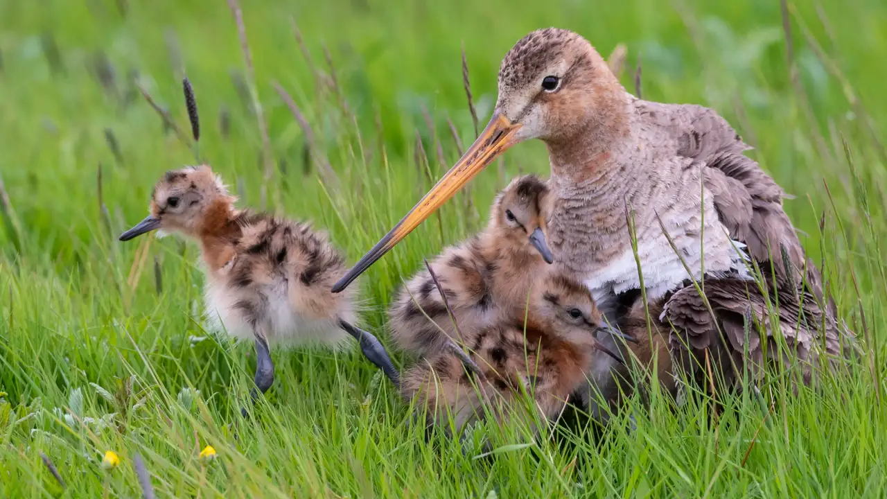 Vogel met lange snavel en vier kuikens in graslandschap.