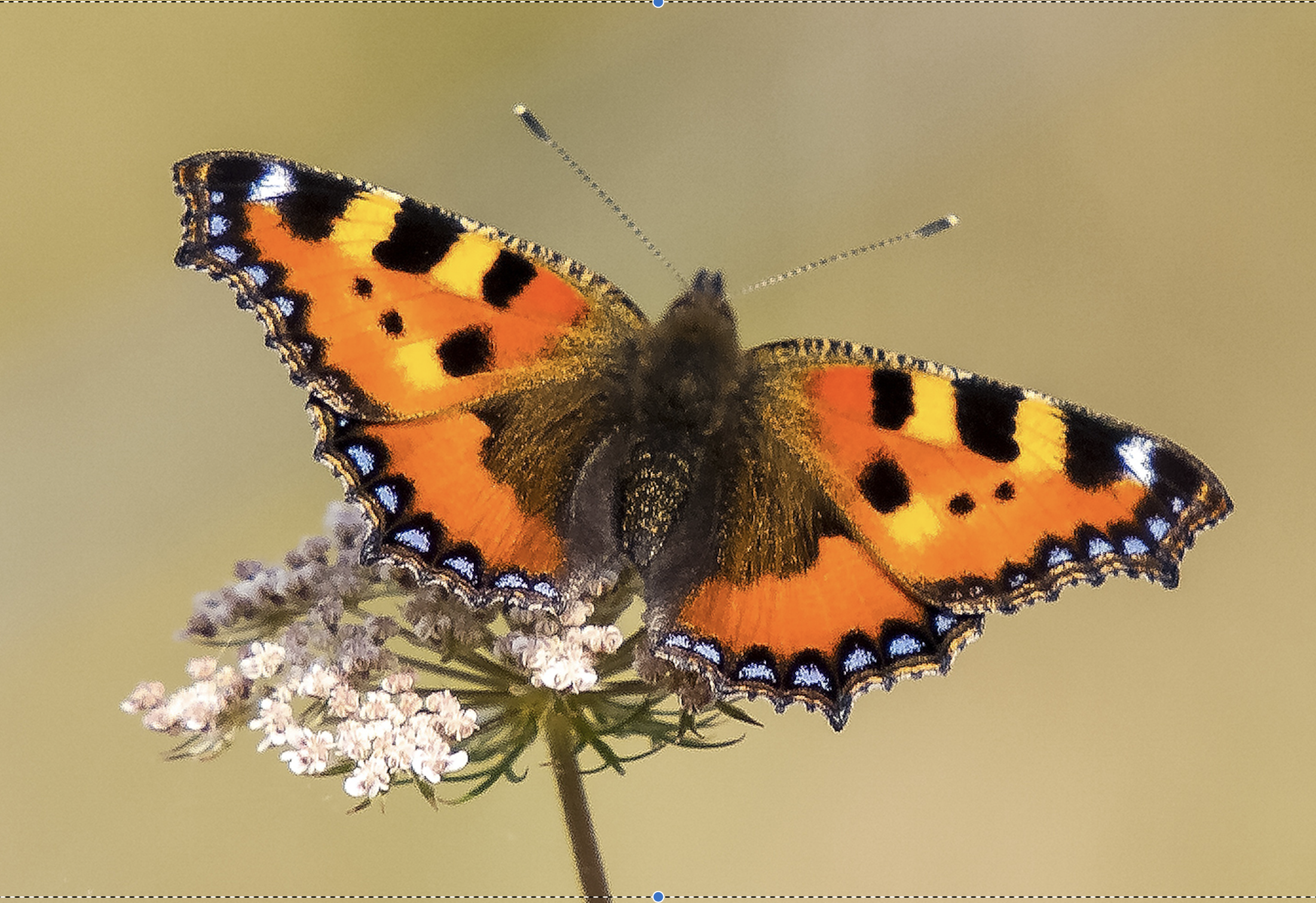 Kleine vos op bloem; oranje, zwarte vleugels met blauwe vlekken tegen een wazige achtergrond.