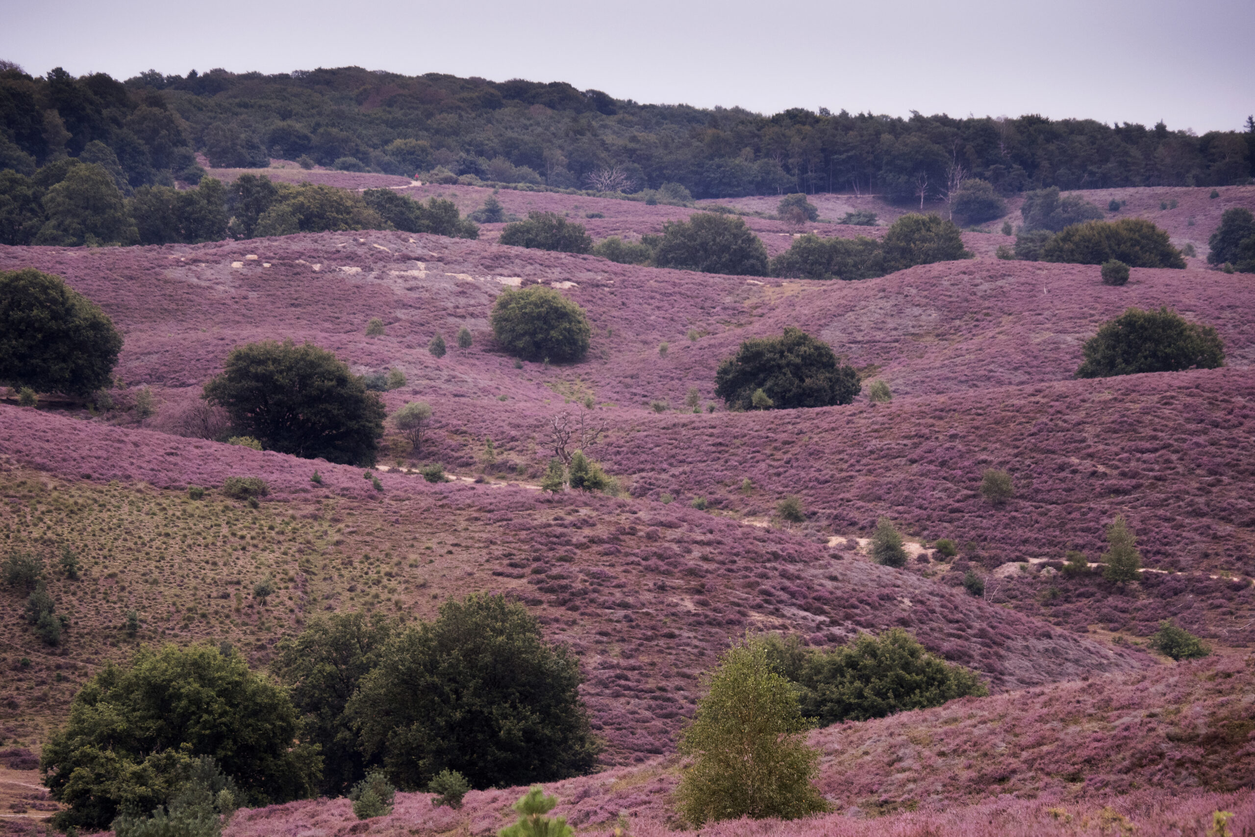 Heidevelden in bloei met paarse bloemen en groene struiken verspreid over glooiend landschap.