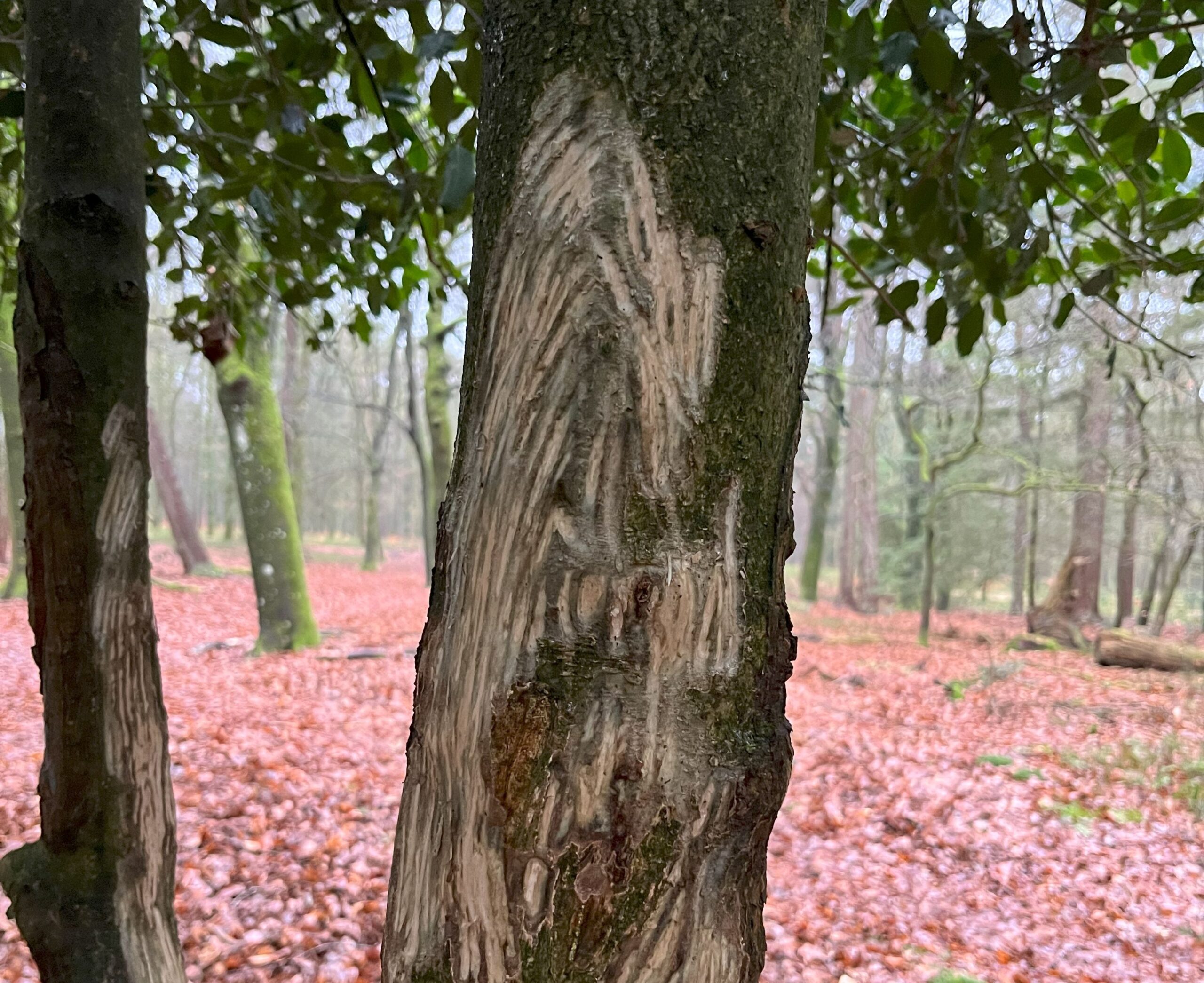 Close-up van een boom met beschadigde schors in een bos vol herfstblad.