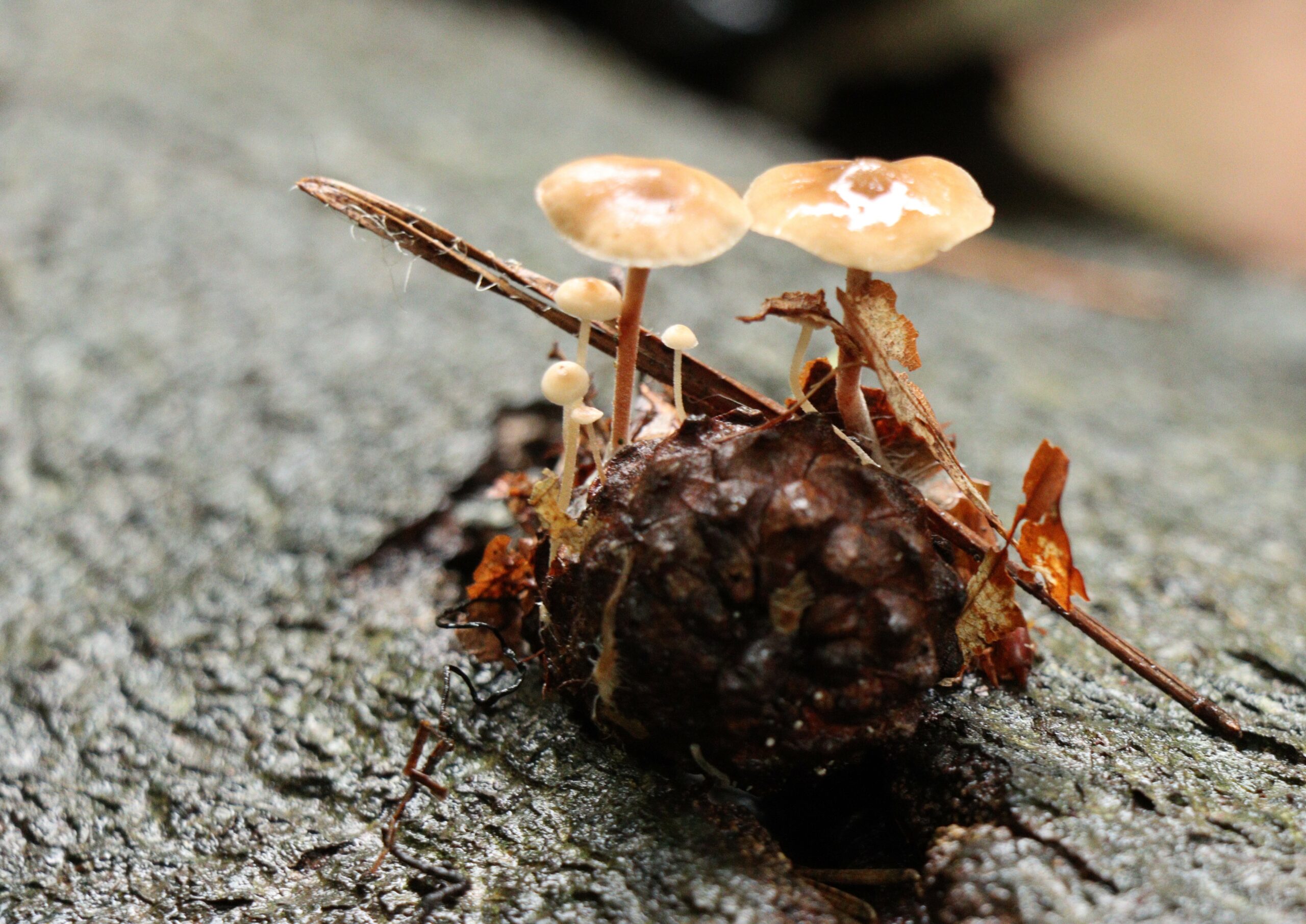 Kleine bruine paddenstoelen groeien op een boomstronk, omringd door bladeren en een takje.