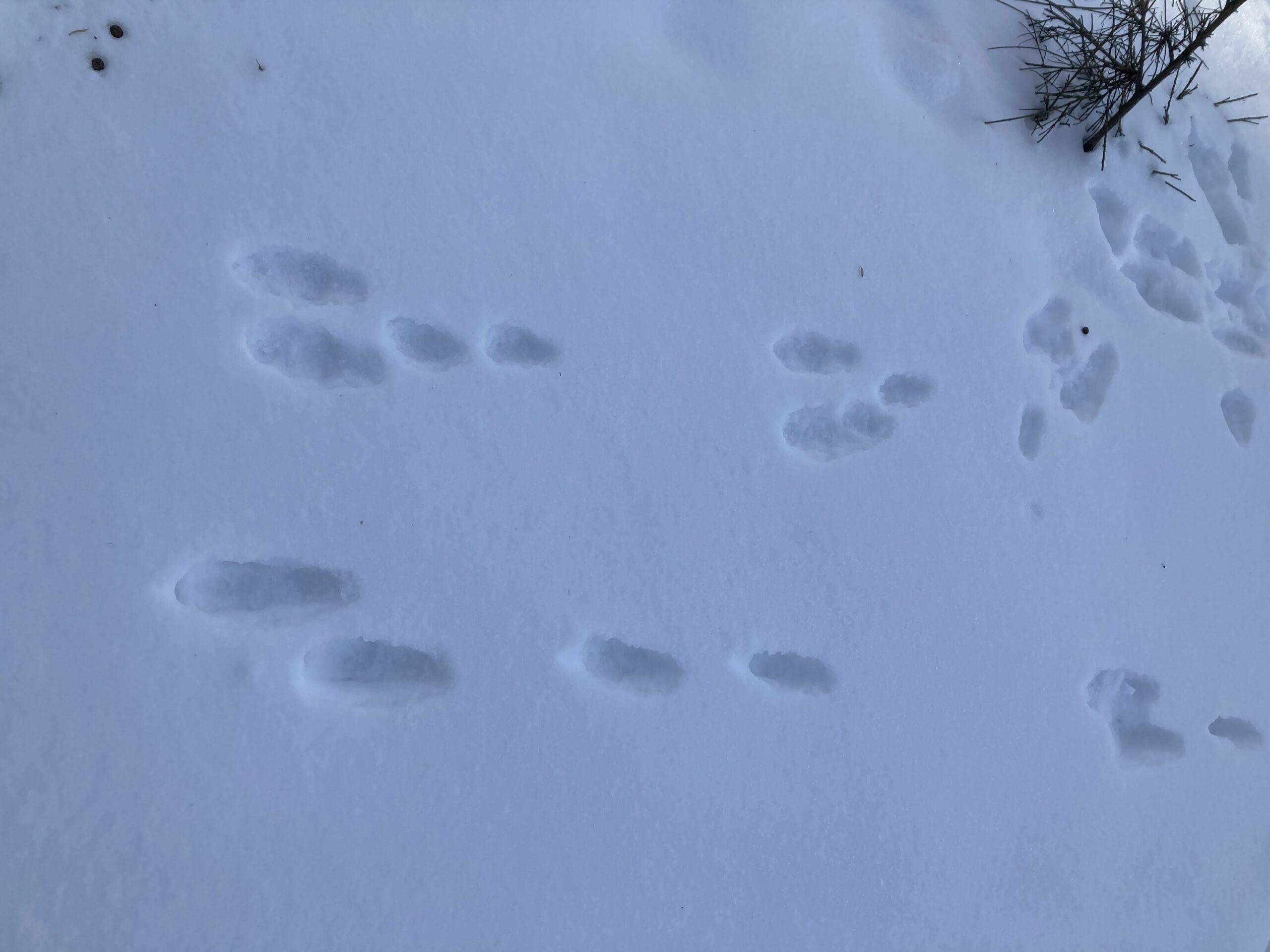 Sporen van dieren in de sneeuw, met takjes rechtsboven zichtbaar.