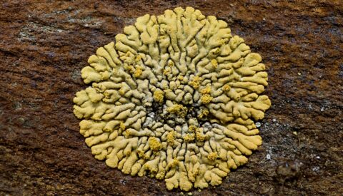 Geel korstmos groeit op een rots, met complexe, bloemachtige patronen.