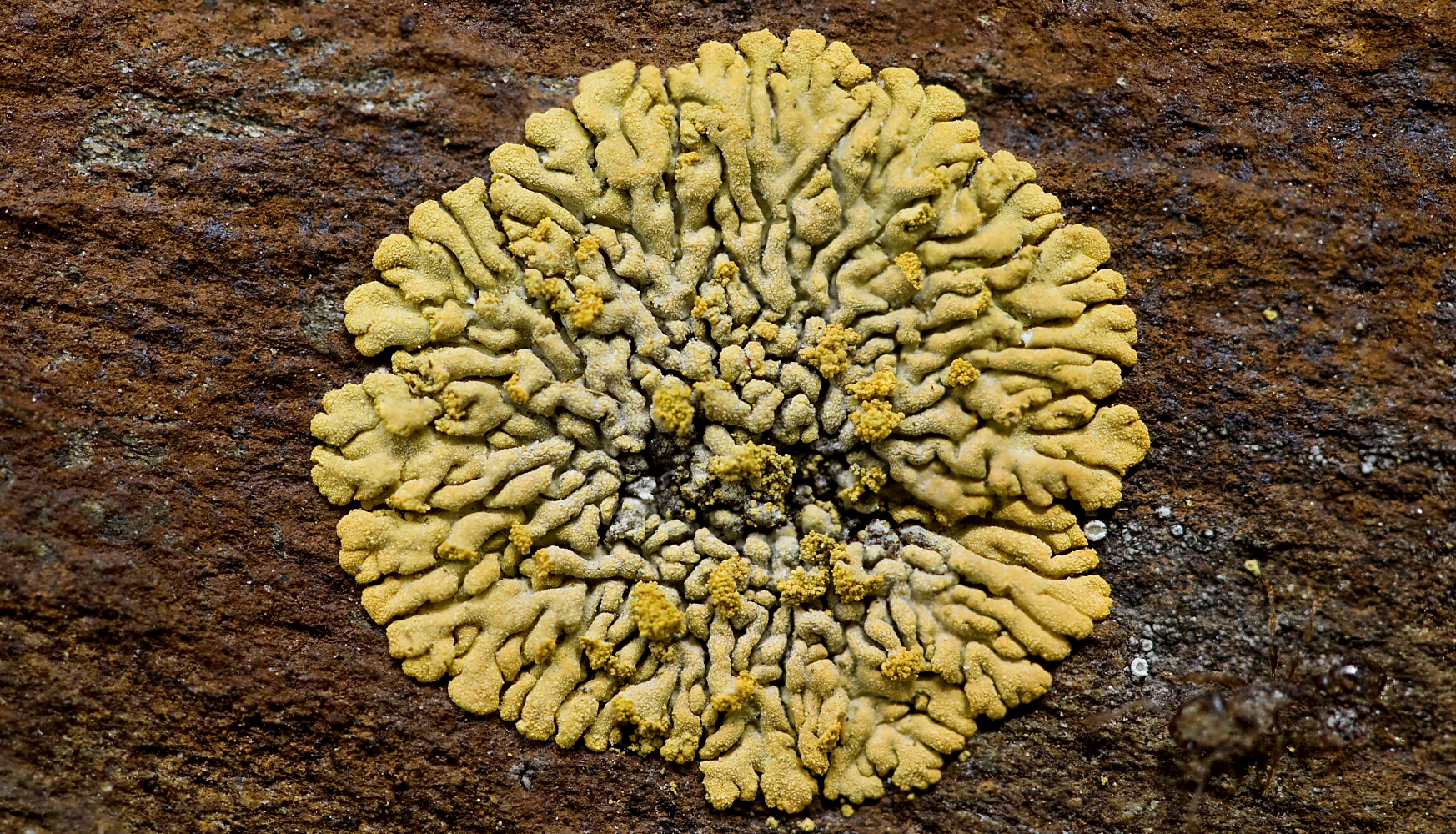 Geel korstmos groeit op een rots, met complexe, bloemachtige patronen.