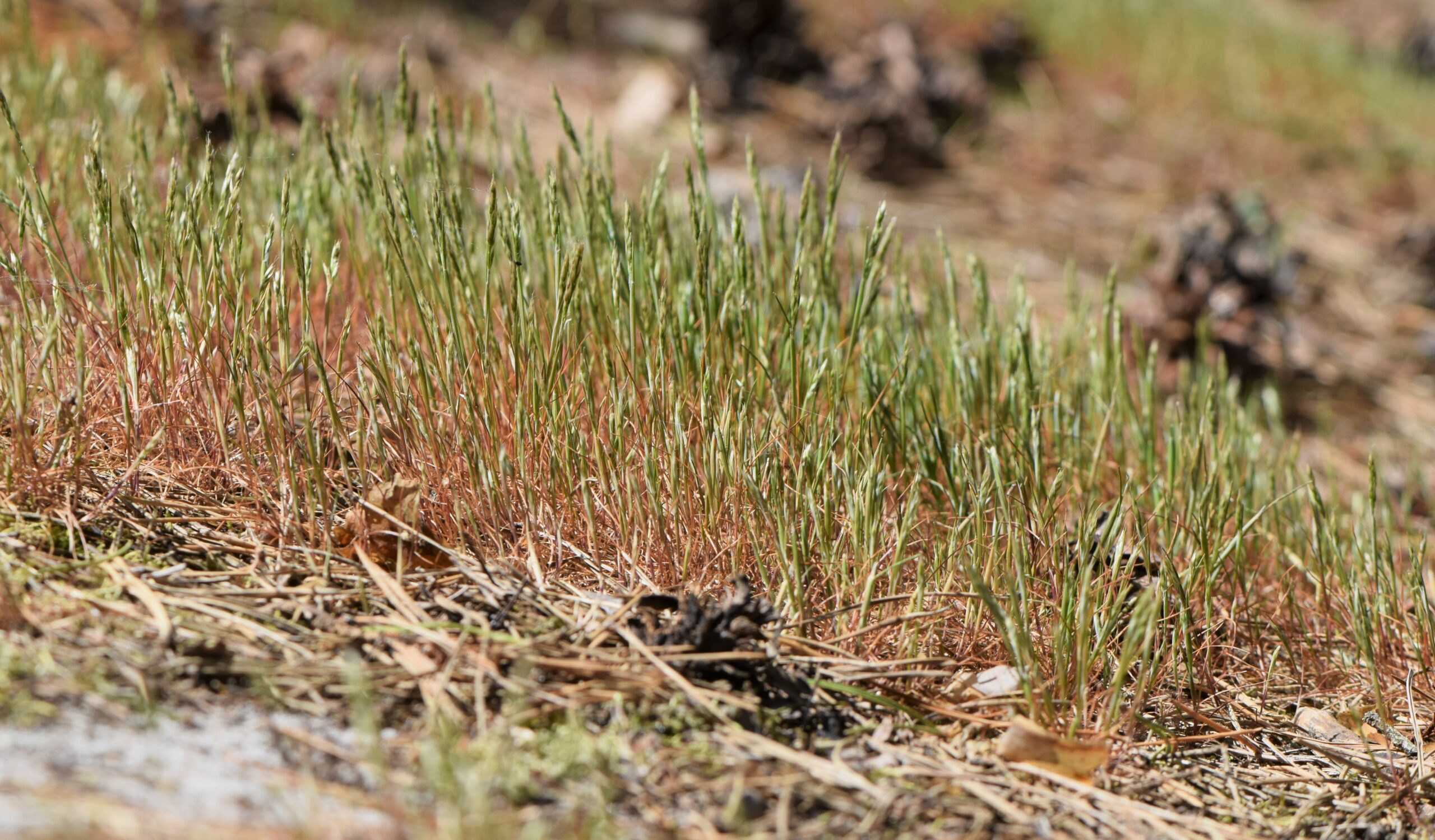 Gras en droge dennennaalden op een zonnige, natuurlijke ondergrond.