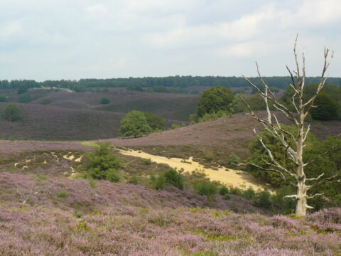 Heideveld met paarse bloemen, een zandpad en een kale boom onder een bewolkte hemel.