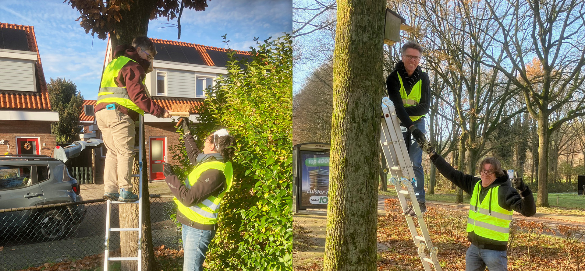Mensen in veiligheidshesjes hangen nestkasten op in bomen met ladders.