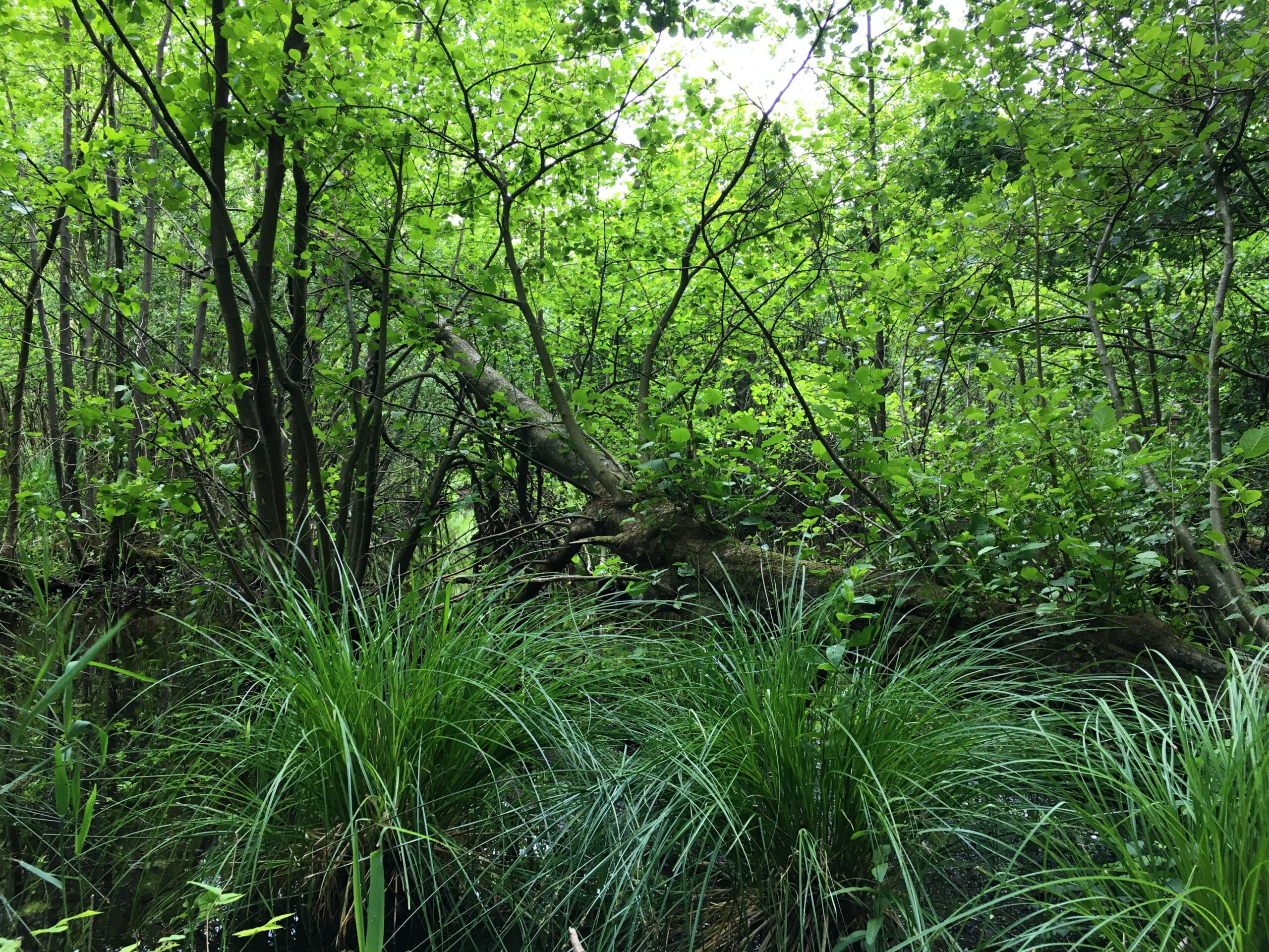 Weelderig groen bos met dichte struiken en gras onder een wolkendek van bladeren.