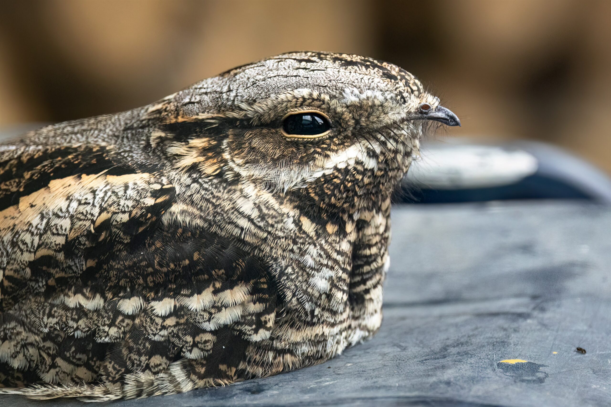 Close-up van een vogel met gecamoufleerd bruin en crèmekleurig verendek en scherpe ogen.