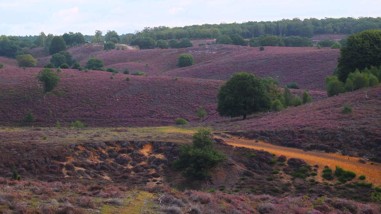 Paarse heidevelden met verspreide bomen en groene heuvels onder een bewolkte hemel.