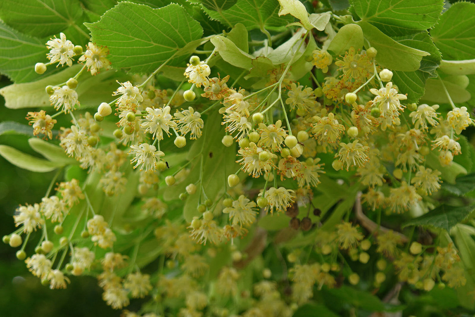 Lindebloesems en groen blad in close-up.