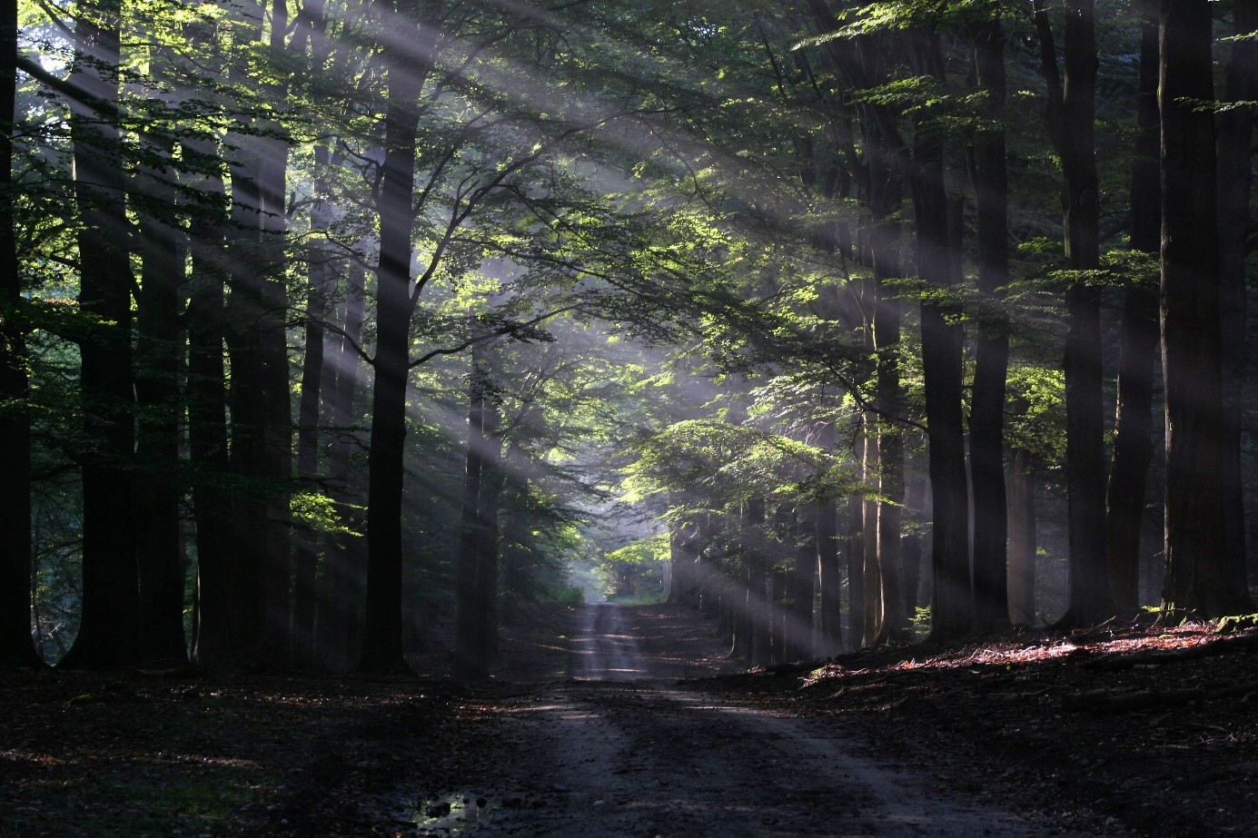 Bos met zonnestralen door bladeren, verlicht bospad, omgeven door hoge bomen.