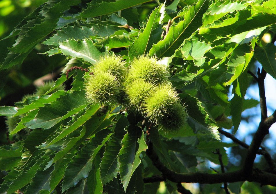 Groene kastanjebollen met stekels aan een boom, omgeven door getande bladeren.