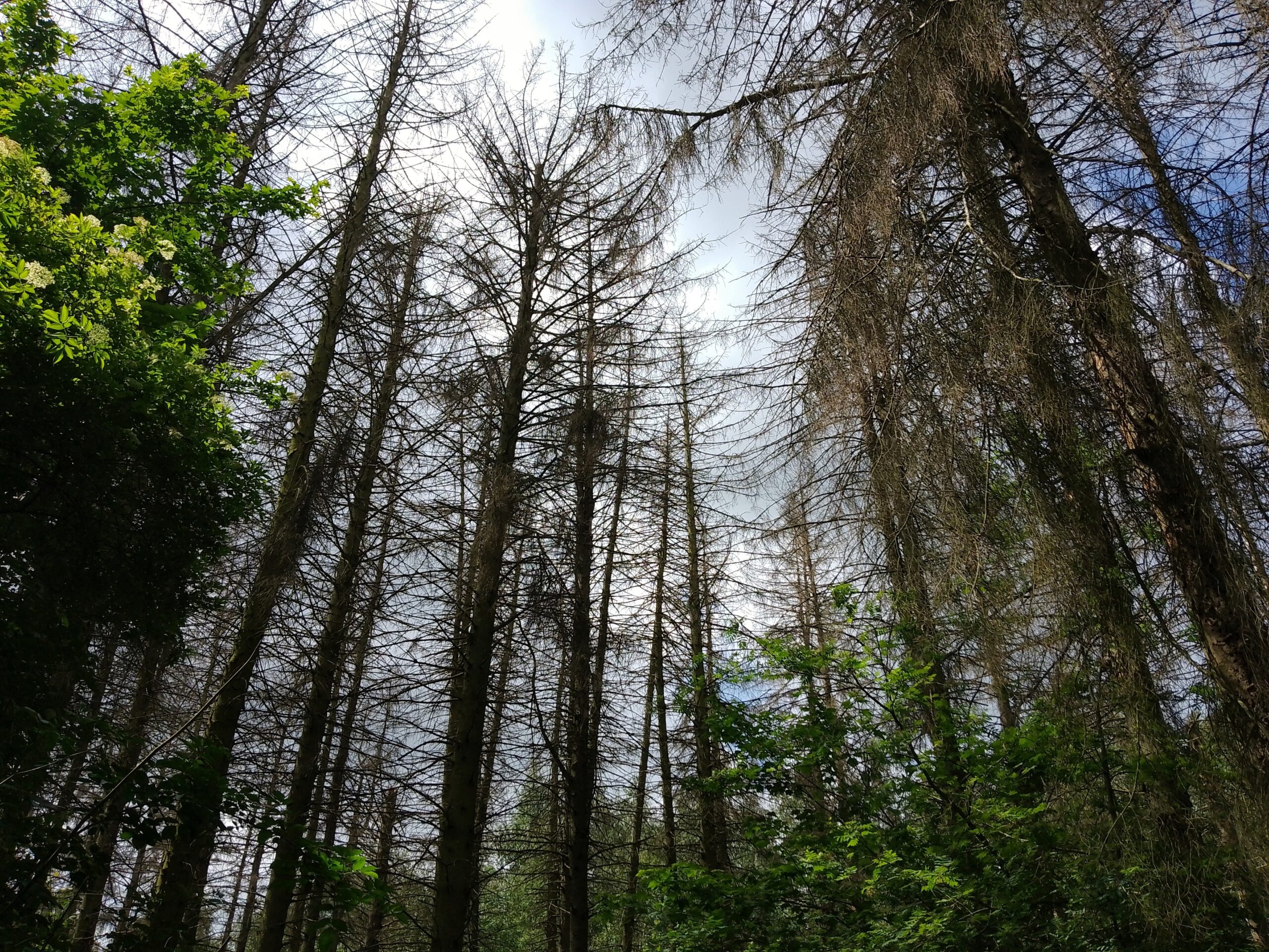 Hoge bomen met kale takken en een paar groene bladeren tegen een bewolkte lucht.