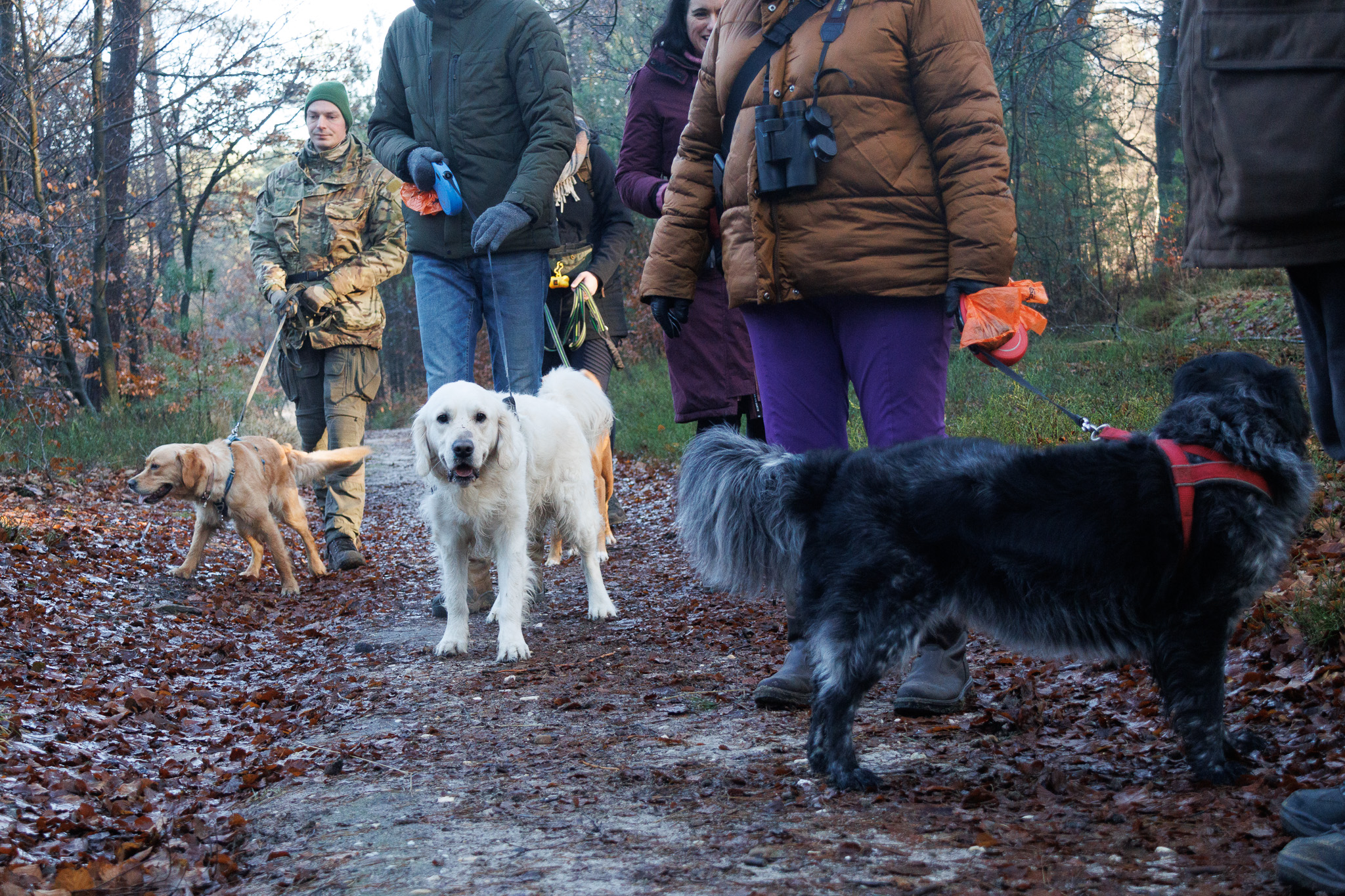 Mensen wandelen met honden in een herfstbos, honden aan de lijn op een bladhoudend pad.