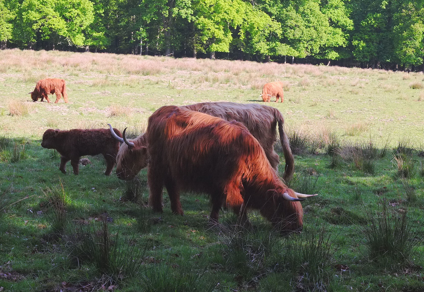 Schotse Hooglanders grazen in een groene wei met bossen op de achtergrond.