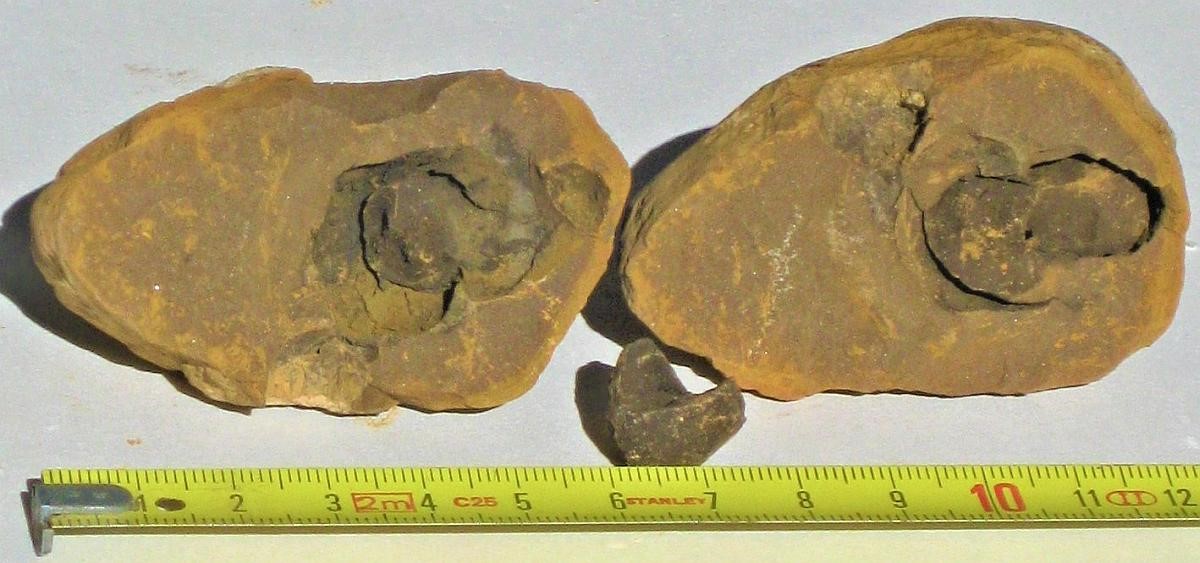 Twee fossielen met een meetlint erboven, mogelijk ammonieten, op een witte achtergrond.