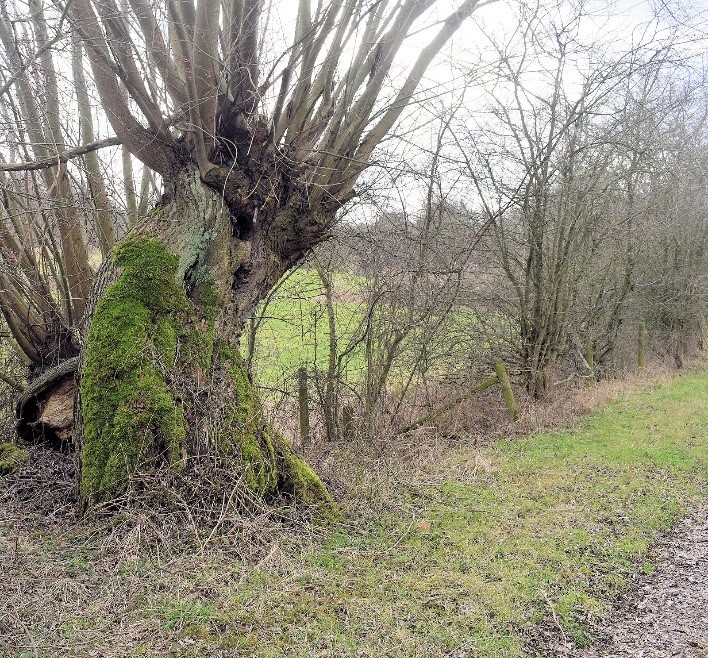 Oude, met mos bedekte boom naast een grasweg in een kaal winterlandschap.