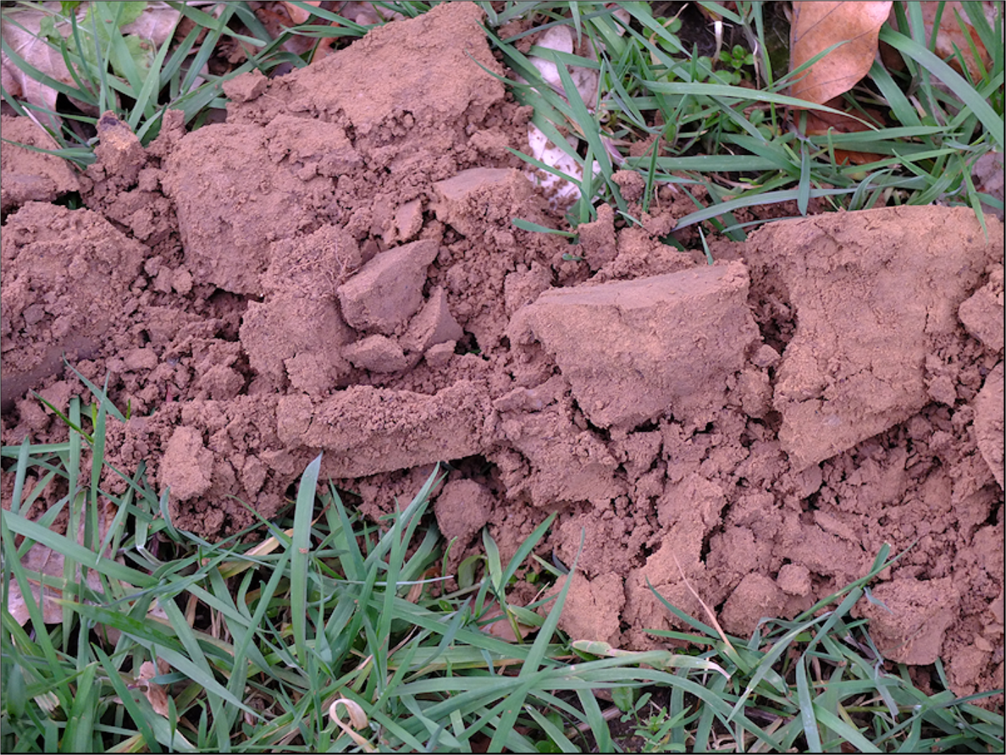 Klei-achtige grond bezaaid met groen gras en enkele bladeren verspreid over de bodem.