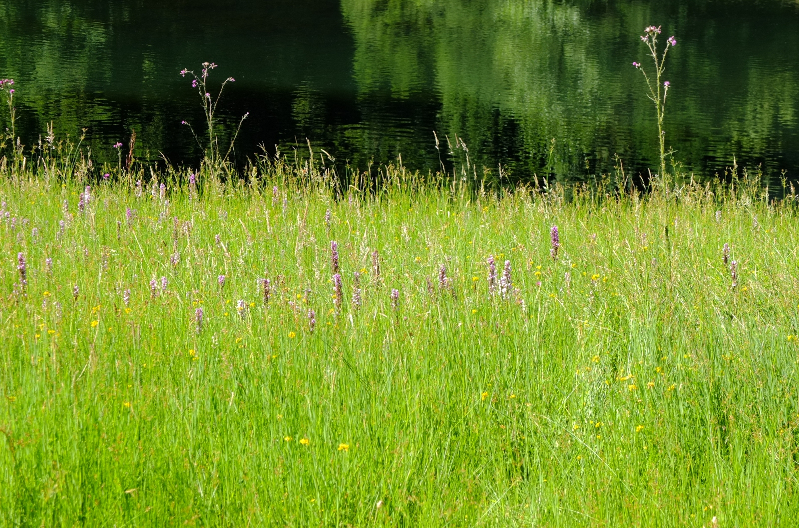 Bloemenveld met gele en paarse bloemen naast een rustige vijver met weerspiegelingen van bomen.