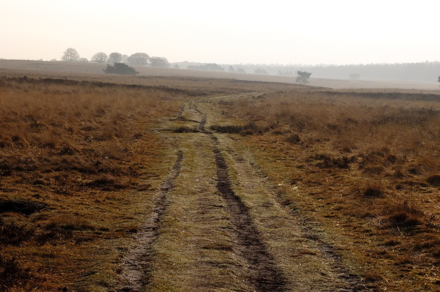 Ruraal pad door bruin grasland onder een bewolkte lucht; bomen aan de horizon.