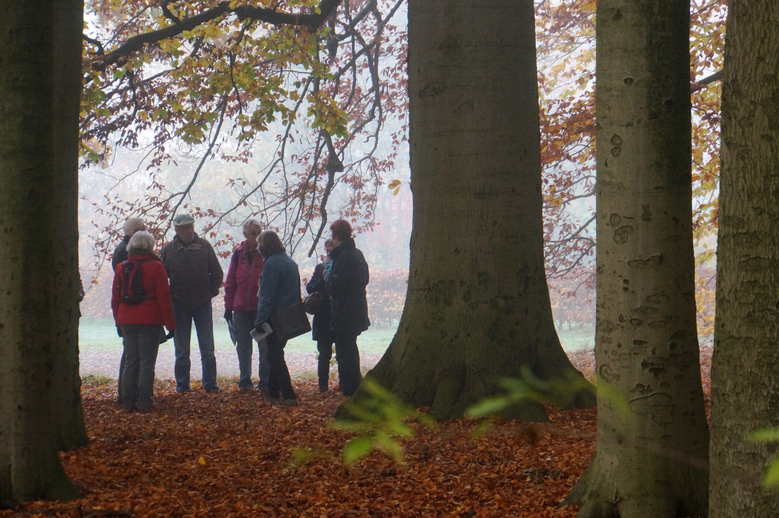 Een groep mensen staat in een herfstig bos in de mist, omringd door hoge bomen.