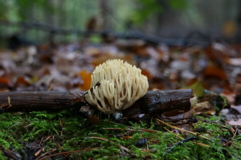 Koraalzwam op mosrijke bosgrond, dichtbij een tak, met onscherpe herfstbladeren op de achtergrond.