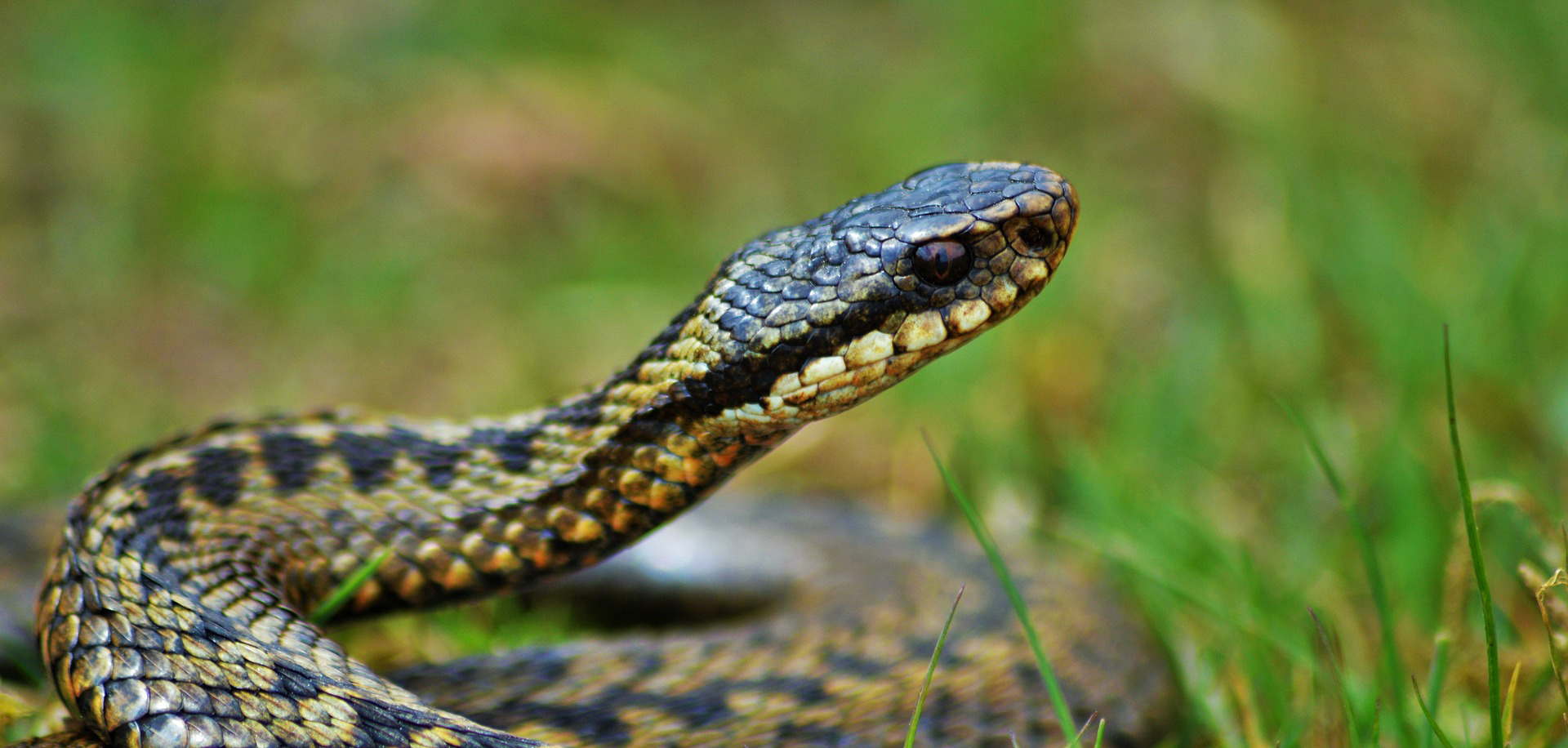 Een close-up van een slang in het gras met een patroon van bruine en zwarte schubben.