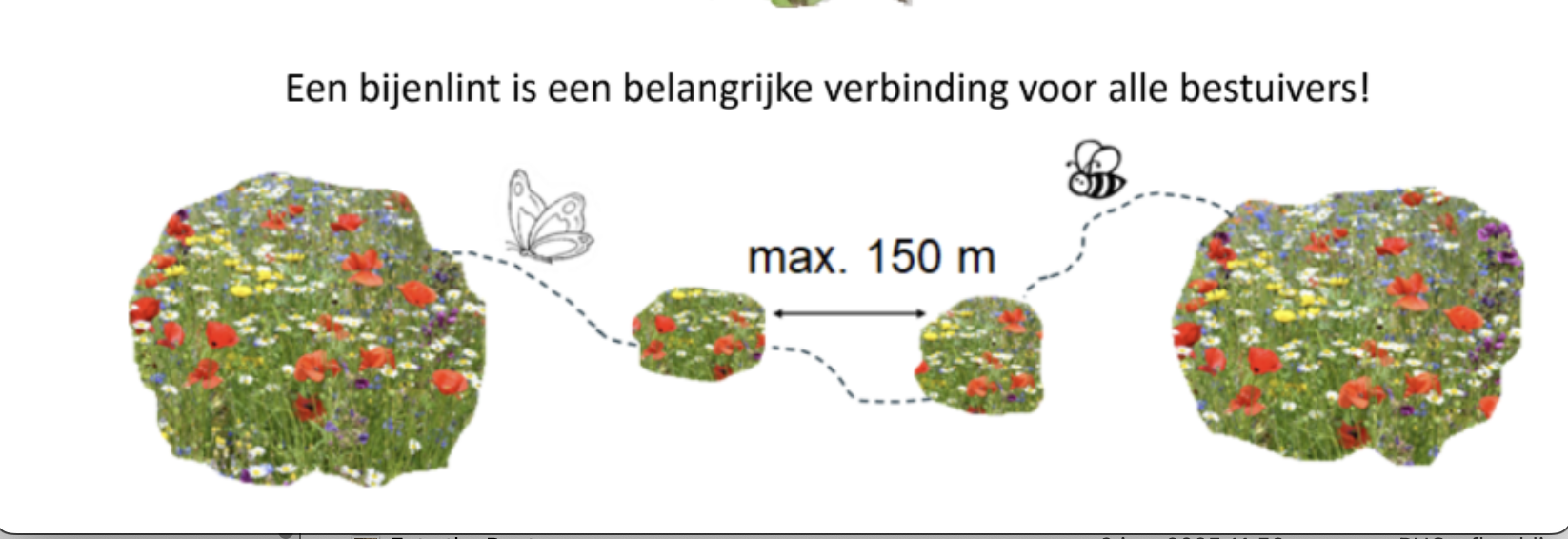 Bloemenvelden verbonden door bijen en vlinders, maximale afstand 150 meter.
