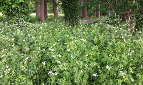 Weelderig groen grasveld met witte bloemen, omgeven door hoge bomen en dichte begroeiing.